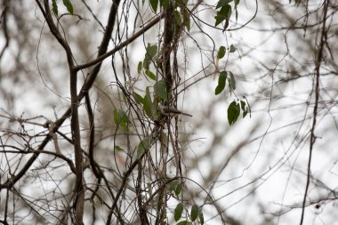 Meraklı, bölgesel tüylü meme faresi kuşu (Baeolophus bicolor), tepesi kısmen genişlemiş, bir asmanın üzerinde tünediği yerden etrafına bakıyor.