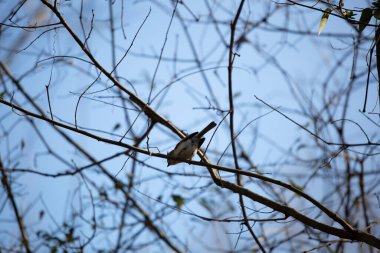 Tüylü meme faresi (Baeolophus bicolor) güzel, serin bir günde bir ağaç dalından uçmaya hazırlanıyor.