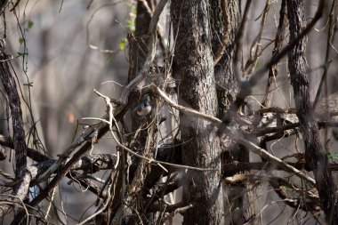Meraklı meme faresi (Baeolophus bicolor) sarmaşık tüneğinden dışarı bakıyor, arması genişlemiş.