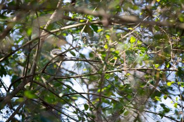 Majestic tuked titmouse (Baeolophus bicolor) bir çalı dalına tünemiş