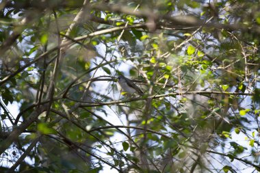 Majestic tuked titmouse (Baeolophus bicolor) bir çalı dalına tünemiş