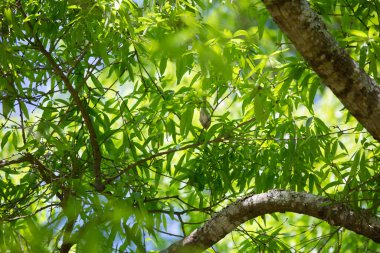 Ağaç dalına konmuş bir serçenin midesi.