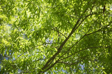 Parlak yeşil yaprakların arasında bir ağaç dalından etrafa bakan meraklı serçe.