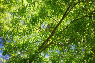 Serçe görkemli yeşil yaprakların arasında bir ağaç dalına tünemiş.