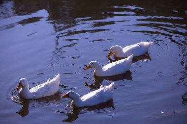 Dört kar kazı (Chen caerulescens) bir su yolunda yüzüyor.
