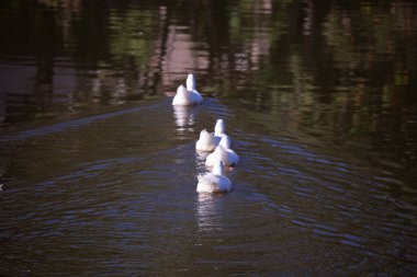 Üç kar kazı (Chen caerulescens) bir su yolunda yüzüyorlar.