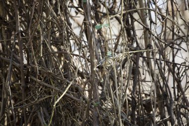 Yakut kaplama krallık (Regulus calendula) birçok sarmaşıktan birinde
