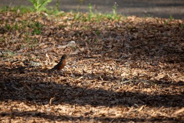 Amerikan bülbülü (Turdus migratorius) yerde yiyecek arıyor