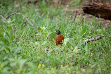 Dikkatli Amerikan bülbülü (Turdus migratorius) yerde yeşil çimenlikteki böcekleri ararken dikkatli bir şekilde etrafa bakar.