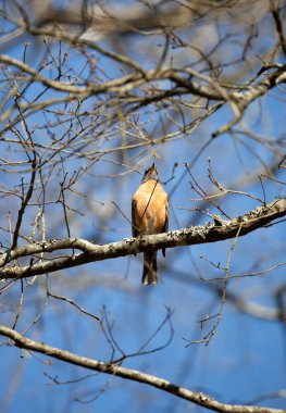 Meraklı Amerikan bülbülü (Turdus migratorius) güzel bir günde tüneğinden ağaç dalına bakar.