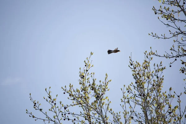 American robin (Turdus migratorius) in flight above short trees