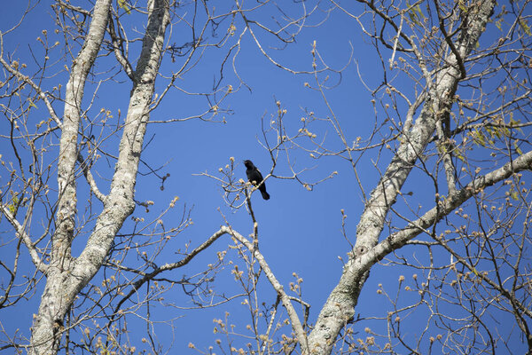 Краснокрылый дрозд (Agelaius phoeniceus) зовет из конечности