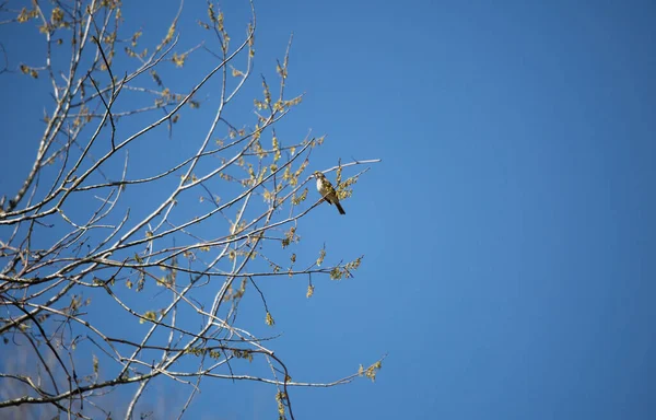 木の上に白糸のスズメ ゾノトリチャ アルビコリス が生えている ロイヤリティフリーのストック写真