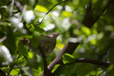 Çalının içindeki bir tünekten etrafa bakan genç kahverengi Thracher kuşu (Toxostoma rufum)