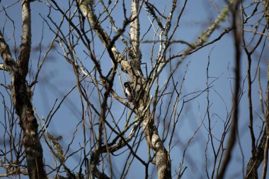 Kıllı ağaçkakan (Leuconotopicus villosus) serin bir günde ağaçta