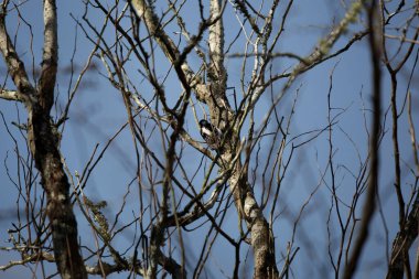 Kıllı ağaçkakan (Leuconotopicus villosus) serin bir günde ağaçta