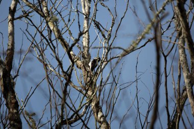 Kıllı ağaçkakan (Leuconotopicus villosus) serin bir günde ağaçta