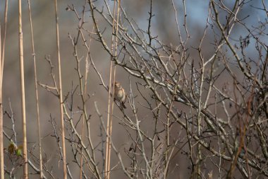 Tarla serçesi (Spizella pusilla) tarlada ince bir sazlığa tünedi.