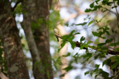 Doğudaki ağaç dalından (Contopus virens) tuhaf bir şekilde bir ağaç dalına bakıyor.