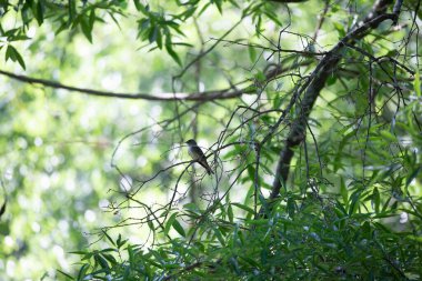 Bir dalın üzerine tünemiş doğu ağaç pewee (Contopus virens)