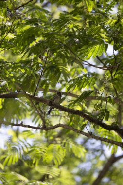 Doğu Ormanı Pewee (Contopus virens) heybetli bir şekilde bir dal üzerinde etrafına bakıyor