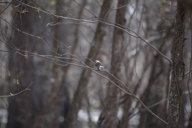 Doğu Phoebe (Sayornis phoebe) küçük, çıplak bir dala tünemişti.