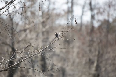 Doğu Phoebe (Sayornis phoebe) küçük, çıplak bir dala tünemişti.