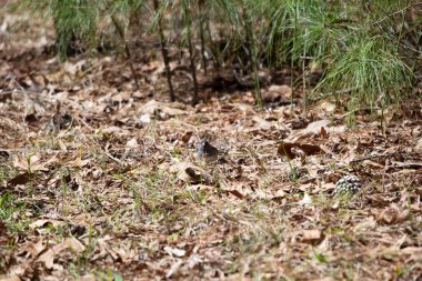 Kara gözlü junco (Junco hyemalis) yerde yiyecek arıyor.
