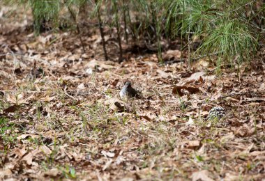 Kara gözlü junco (Junco hyemalis) yerde yiyecek arıyor.