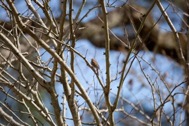 Kırılan serçe (Spizella passerina) mavi gökyüzüne karşı küçük bir ağaç dalına tünemişti.