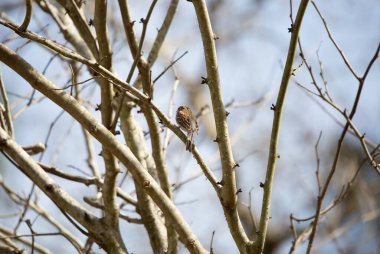 Kırılan serçe (Spizella passerina) mavi gökyüzüne karşı küçük bir ağaç dalına tünemişti.