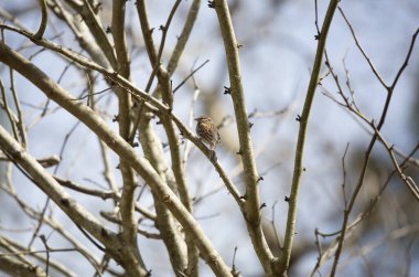 Kırılan serçe (Spizella passerina) mavi gökyüzüne karşı küçük bir ağaç dalına tünemişti.