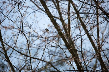 Siyah başlıklı tavuk (Poecile atricapillus) bir daldan diğerine zıplıyor