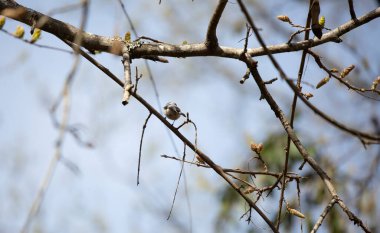 Siyah başlıklı tavuk (Poecile atricapillus) bir ağaç dalına tünemiştir.