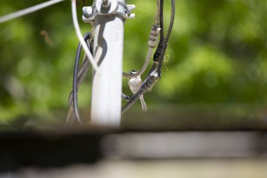 Siyah başlıklı piliç (Poecile atricapillus) levreğinden elektrik teline bakıyor.