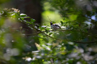 Siyah başlıklı chickadee (Poecile atricapillus) heybetli bir şekilde bir çalı dalına tünemişti.