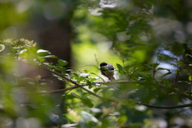 Siyah başlıklı tavuk (Poecile atricapillus) bir çalıdan yeşil bir yaprak arıyor