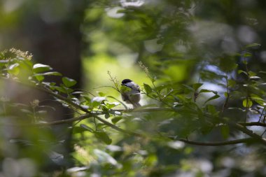 Siyah başlıklı piliç (Poecile atricapillus) bir çalıya konuyor.