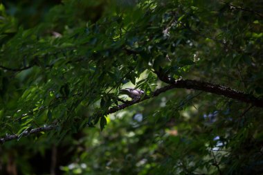 Siyah başlıklı tavuk (Poecile atricapillus) yaprakların arkasına gizlenmiş.