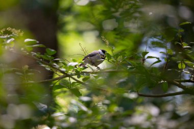 Siyah başlıklı tavuk (Poecile atricapillus) bir çalıdan sesleniyor