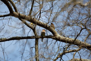 Ağaçta bir çift sedir kanatlı kuş (Bombycilla cedrorum)
