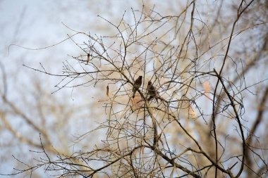 Bir çift sedir balmumu kuş (Bombycilla cedrorum) dikkatle bir ağacın ince dallarından izliyor