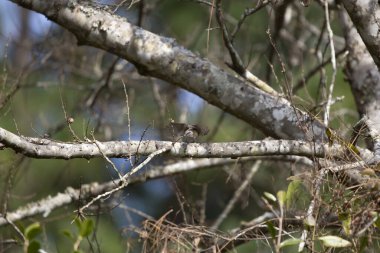Carolina chickadee (Poecile carolinensis) bir daldan uçuyor
