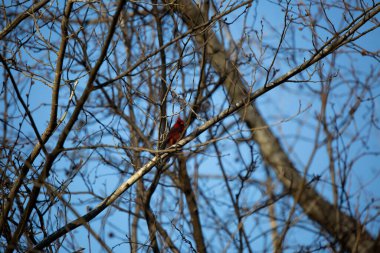 Bir erkek kardinalin şekli (Cardinalis cardinalis) uzuvların arkasında bölgesel evrede