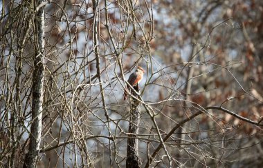 Soğuk havada görev başında olan kadın kardinal (Cardinalis cardinalis)