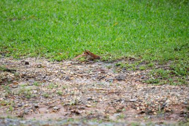 Kahverengi Thasher (Toxostoma rufum) iyi kesilmiş çimenlerin yanında toprak arıyor