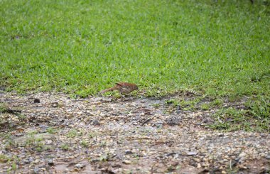 Kahverengi Thasher (Toxostoma rufum) iyi kesilmiş çimenlerin yanında toprak arıyor