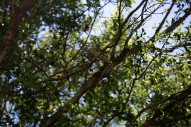 Kahverengi Thasher kuşu (Toxostoma rufum) bir ağaç dalına tünemiş.