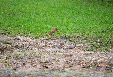 Kahverengi Thasher (Toxostoma rufum) iyi kesilmiş çimenlerin yanında toprak arıyor