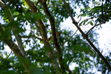 Kahverengi Thasher (Toxostoma rufum) bir ağaç dalından uçmaya hazırlanıyor